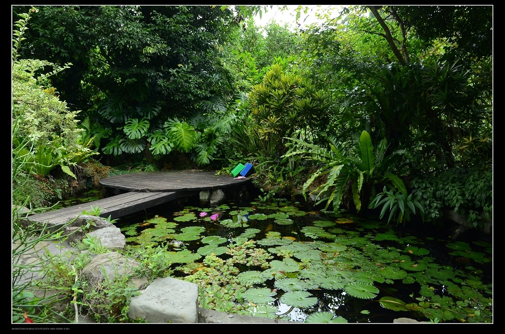 蓮花池.jpg 蓮花池.jpg