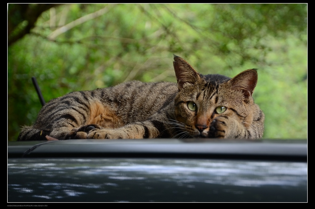 貓咪.jpg 貓咪.jpg