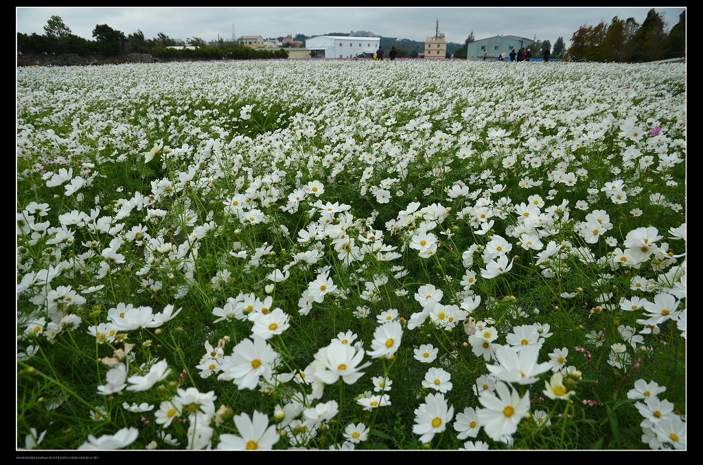 大波斯菊.jpg