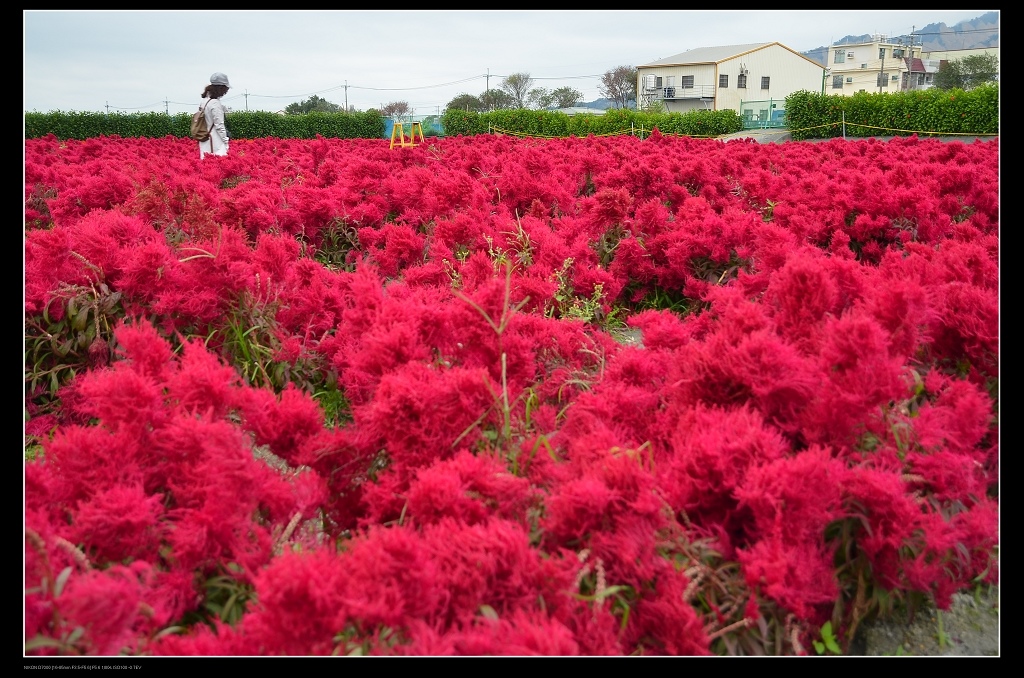 羽狀雞冠花.jpg