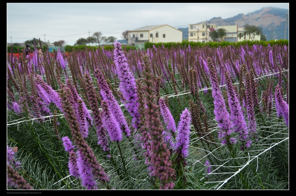 麒麟菊.jpg