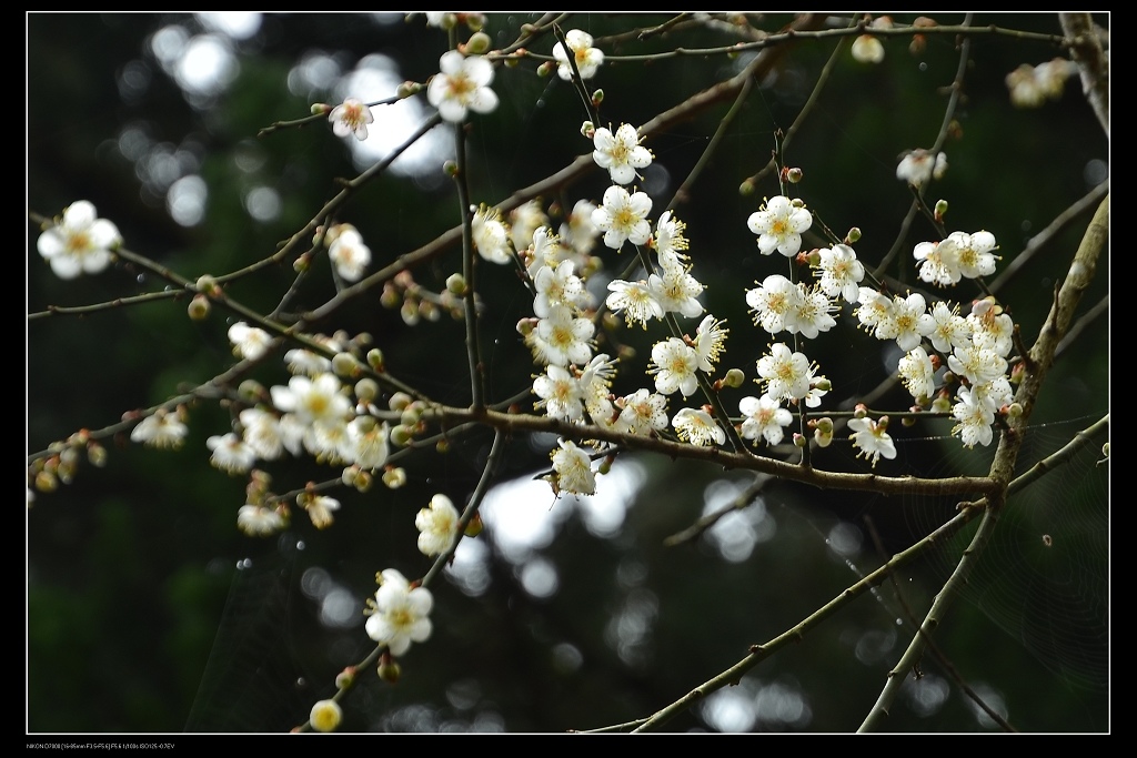 梅花2.jpg 梅花2.jpg