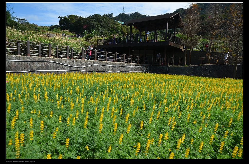 魯冰花田4.jpg 魯冰花田4.jpg