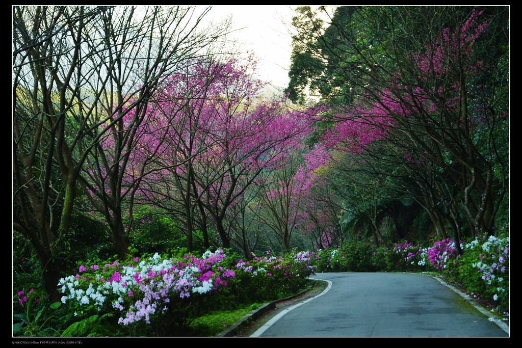 櫻花道1.jpg 櫻花道1.jpg