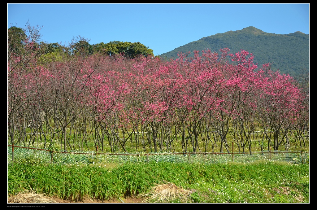 櫻花林.jpg 櫻花林.jpg