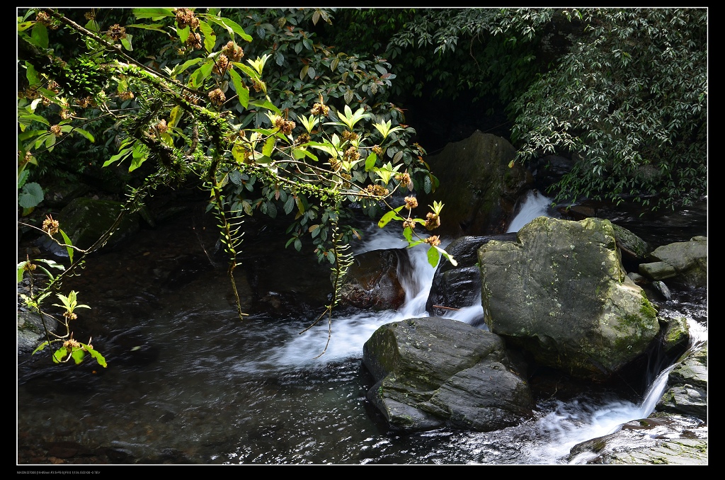 溪流植物.jpg