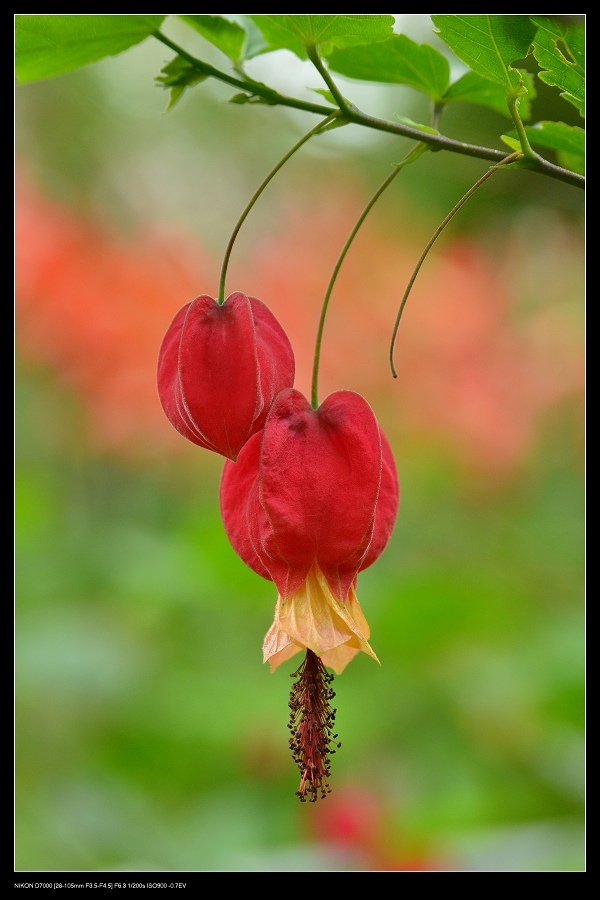 紅燈籠花.jpg