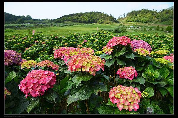 繡球花田3.jpg