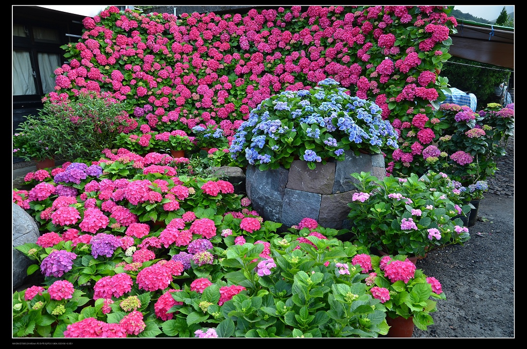 繡球花牆1.jpg 繡球花牆1.jpg