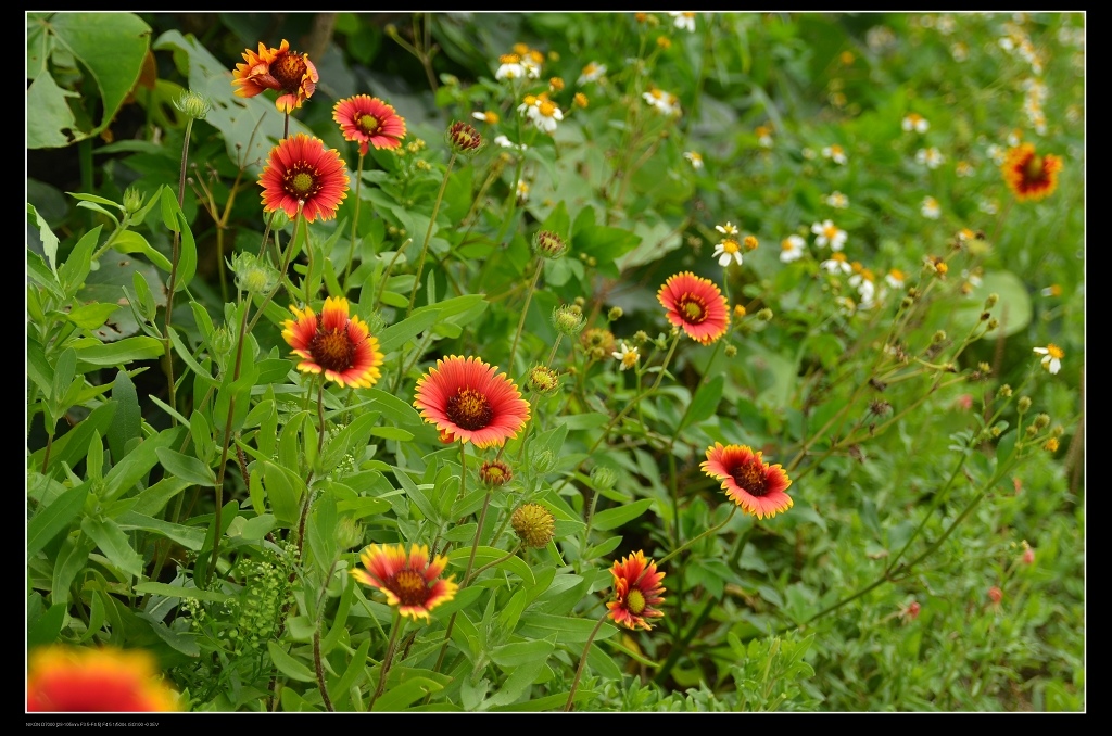 天人菊.jpg 天人菊.jpg