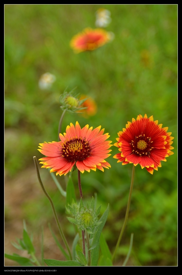 天人菊1.jpg 天人菊1.jpg