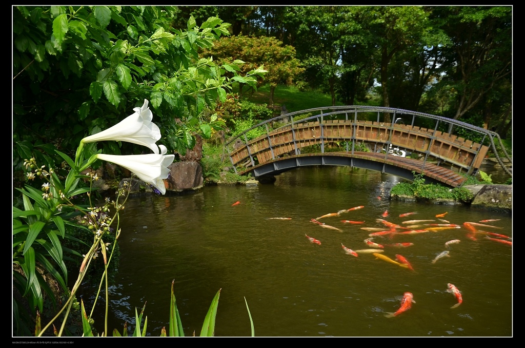 百合.jpg 百合.jpg