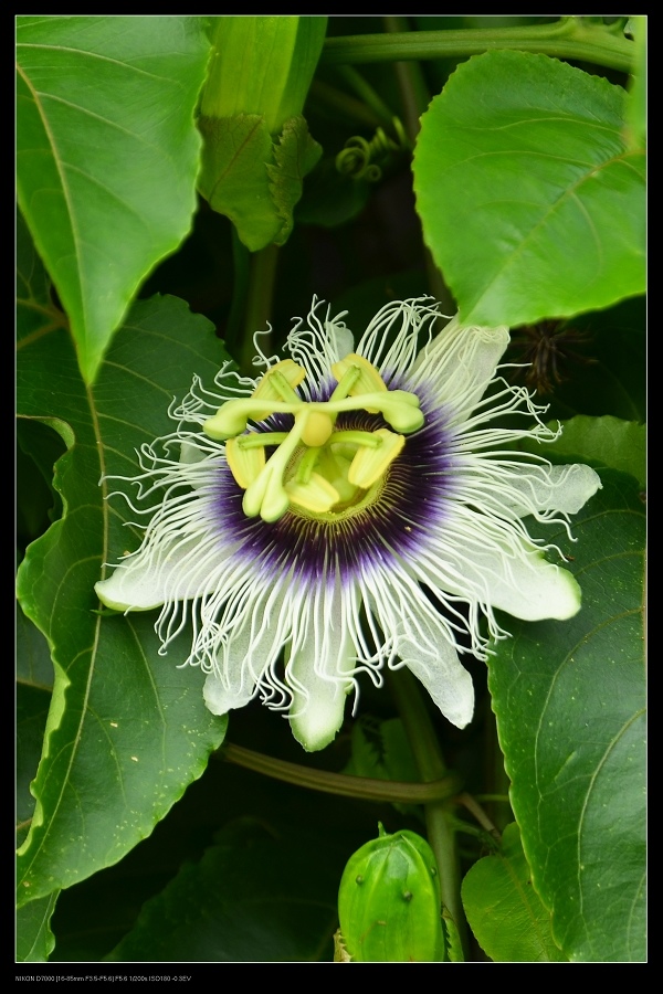 百香果花.jpg 百香果花.jpg