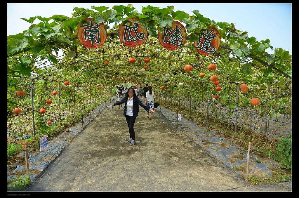 南瓜隧道.jpg 南瓜隧道.jpg