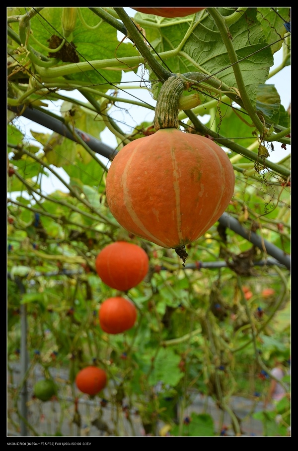 南瓜.jpg 南瓜.jpg