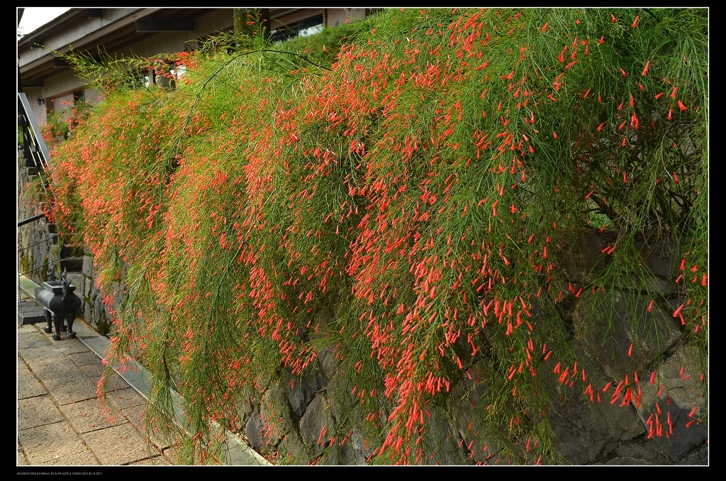 炮仗花牆.jpg 炮仗花牆.jpg