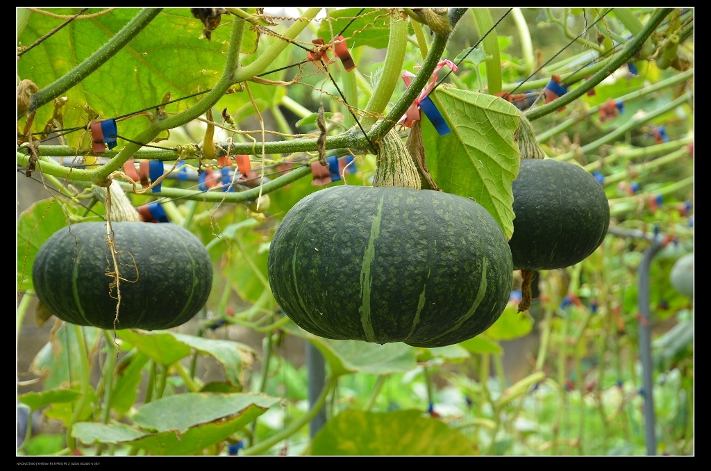 栗子南瓜.jpg 栗子南瓜.jpg