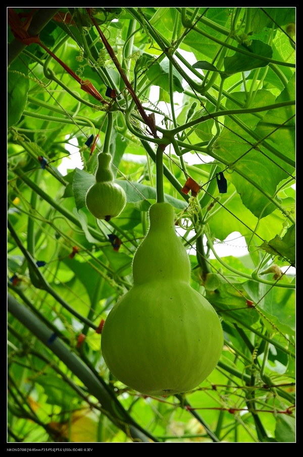 葫蘆.jpg 葫蘆.jpg