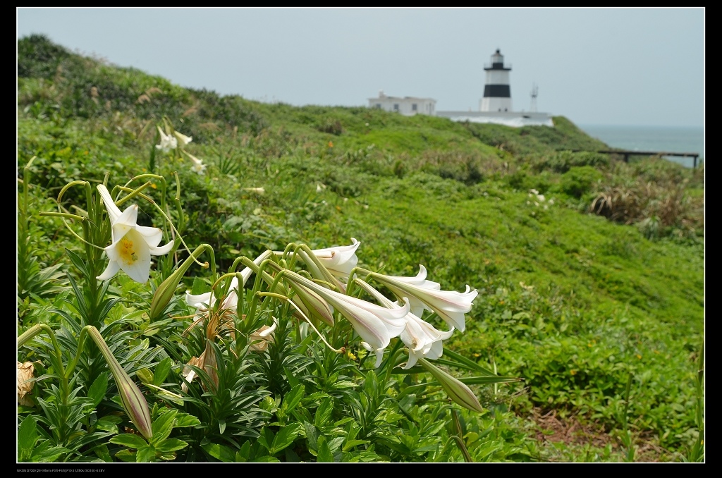 富貴角燈塔百合.jpg 富貴角燈塔百合.jpg