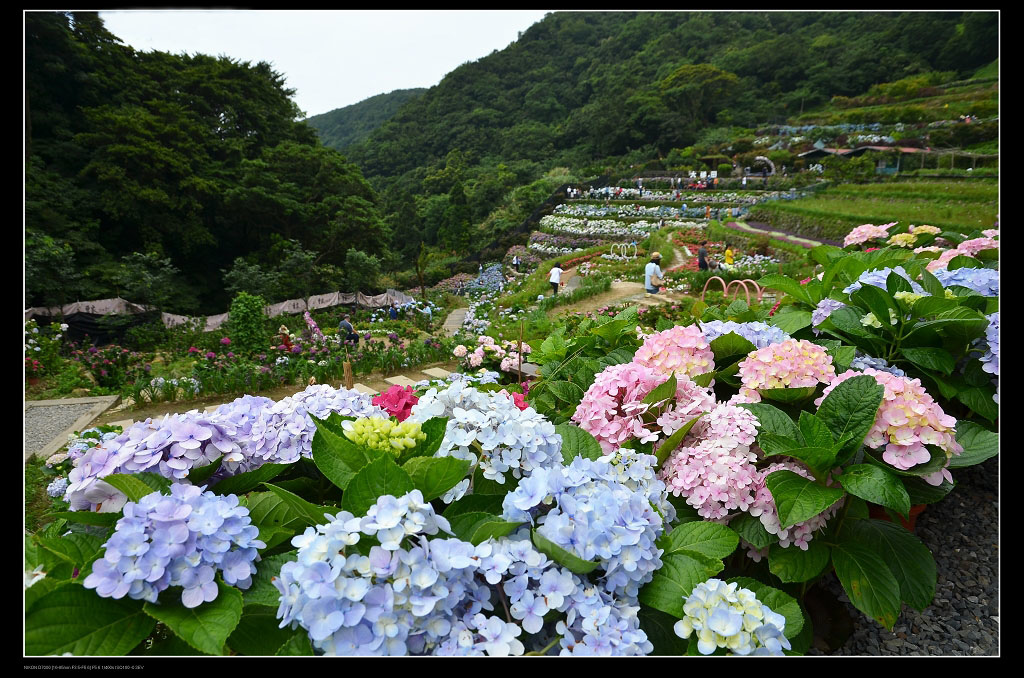 繡球花田1.jpg 繡球花田1.jpg