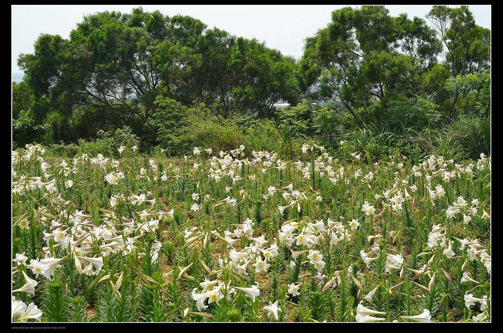 百合花.jpg