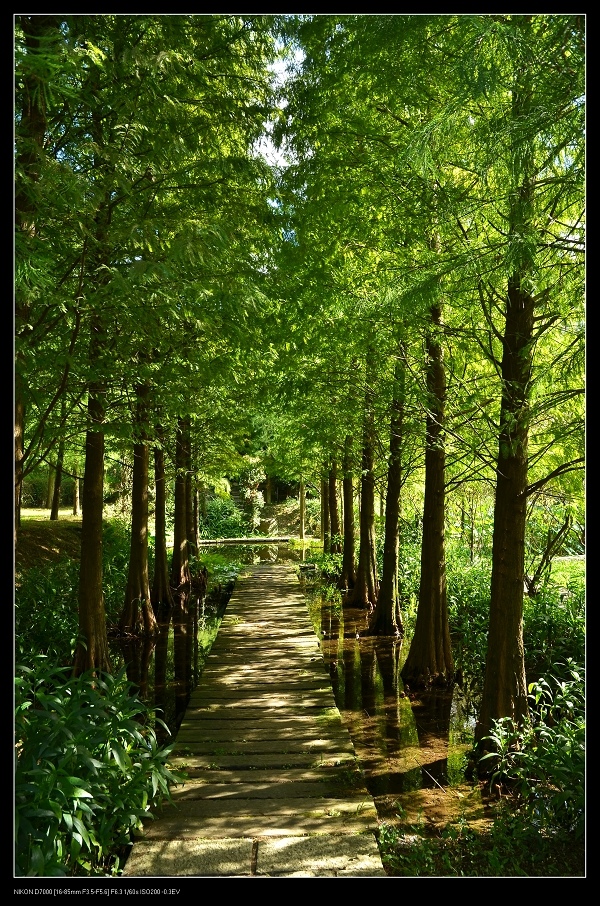 落羽松.jpg 落羽松.jpg