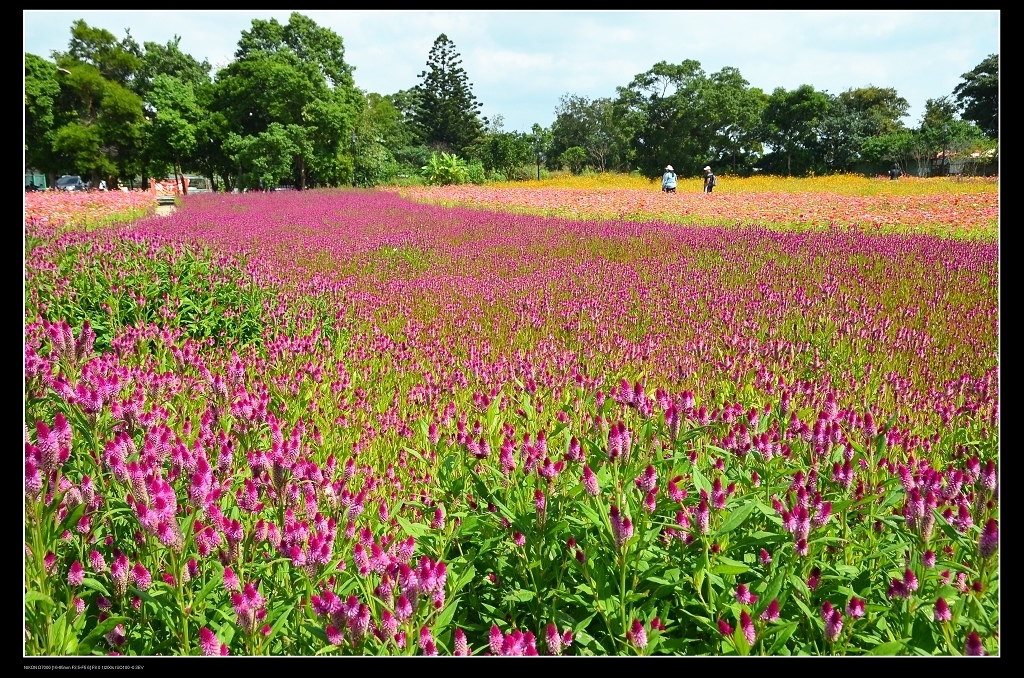 青葙花海1.jpg