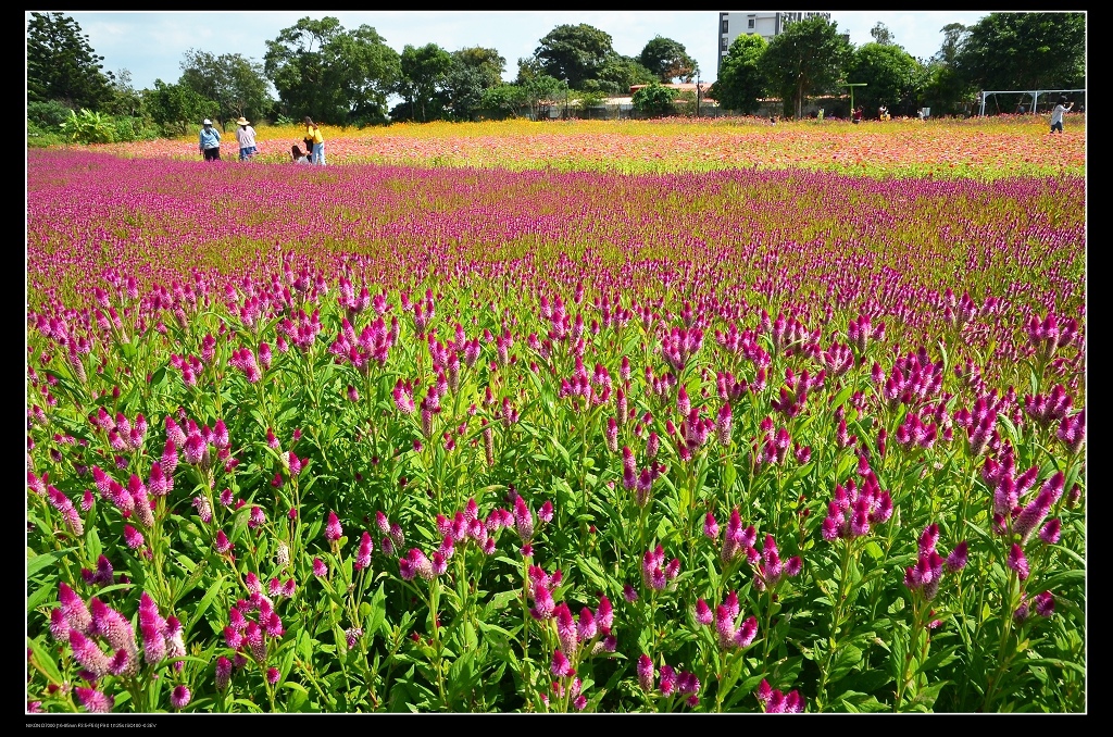 青葙花海.jpg