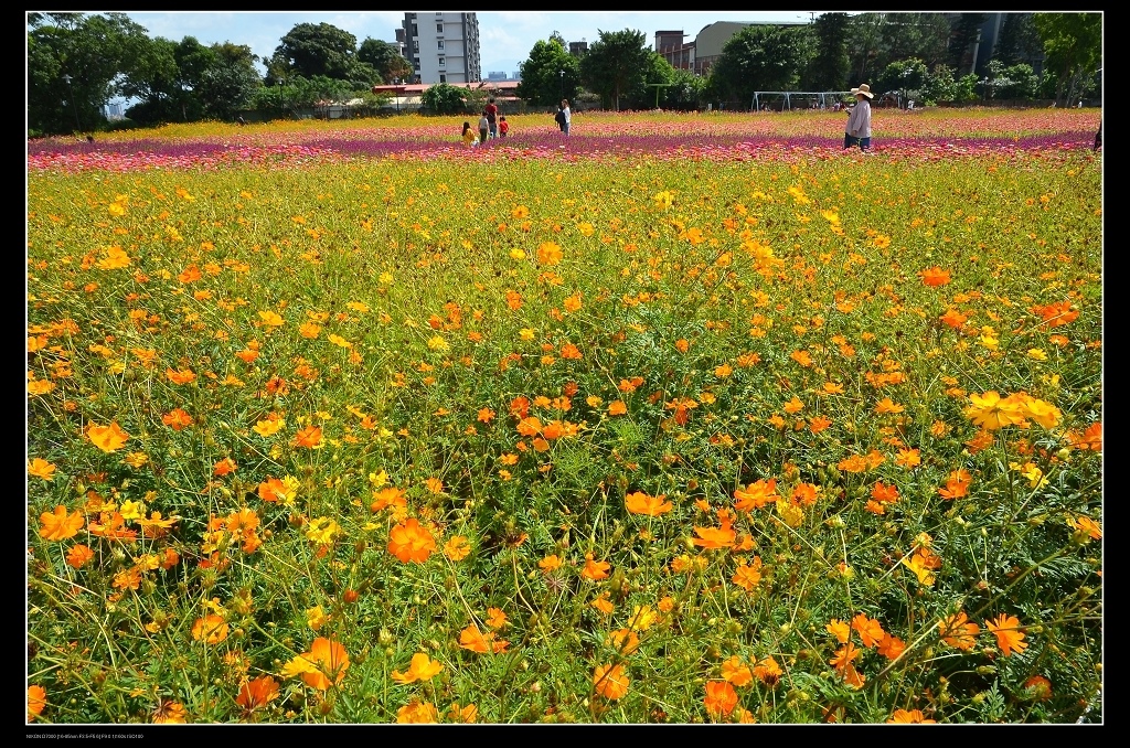 波斯菊.jpg