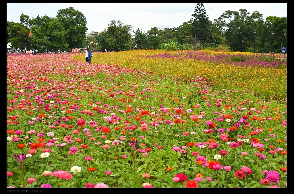 百日草花海1.jpg