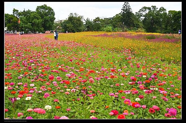 百日草花海1.jpg