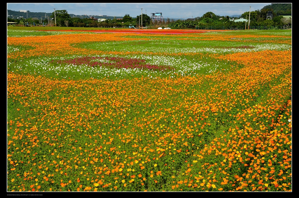 花海.jpg