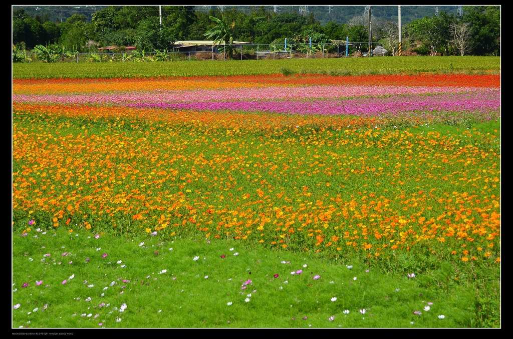 彩虹花海.jpg