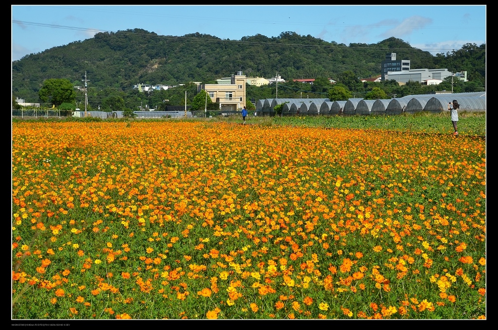 黃色花海.jpg