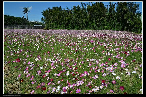 波斯菊花海.jpg