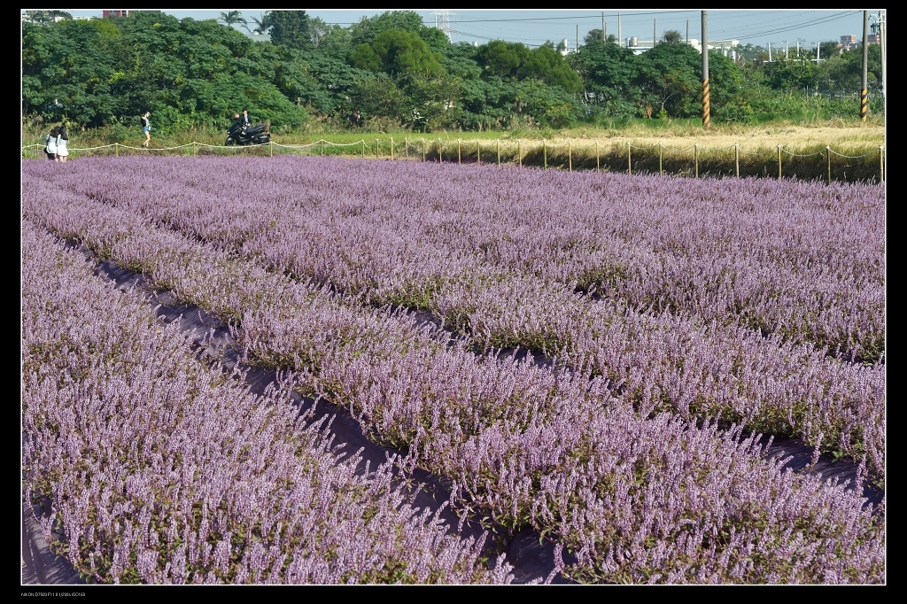 仙草花田1.jpg