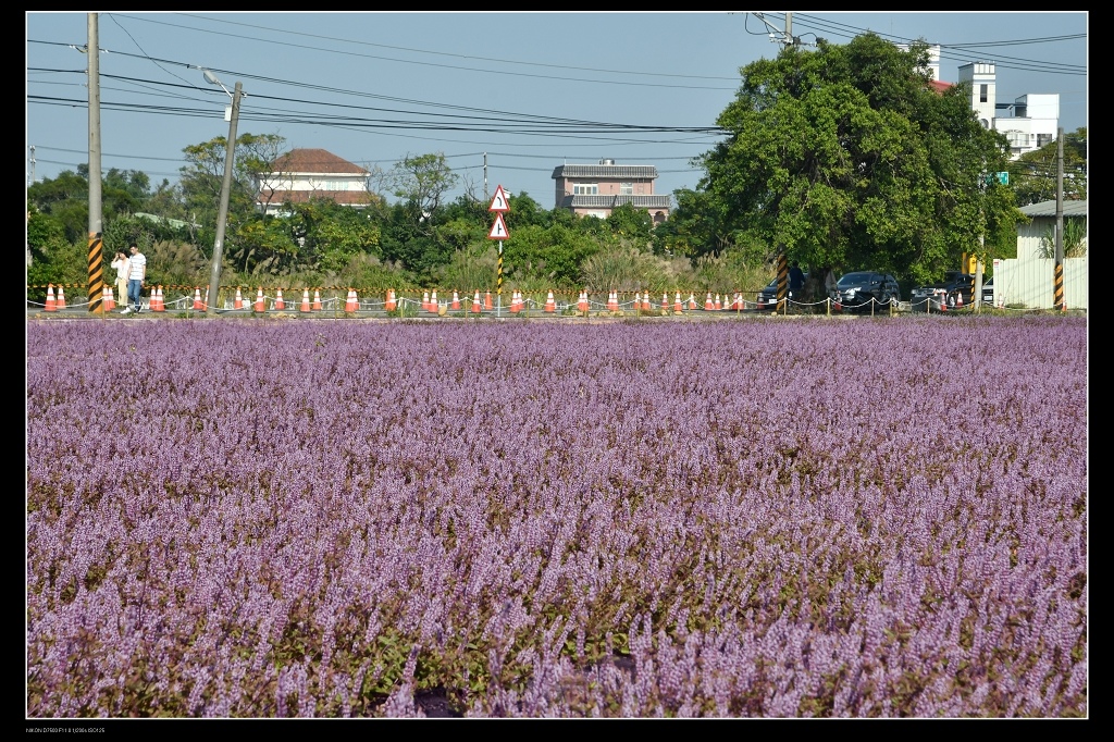 仙草花田.jpg