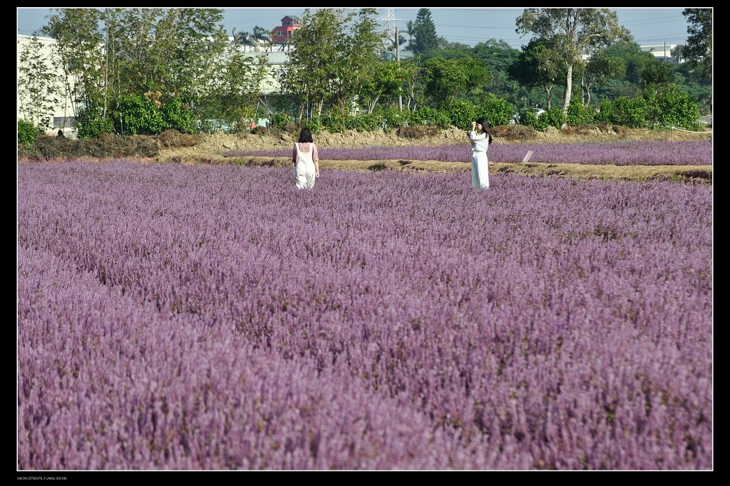 仙草花田3.jpg