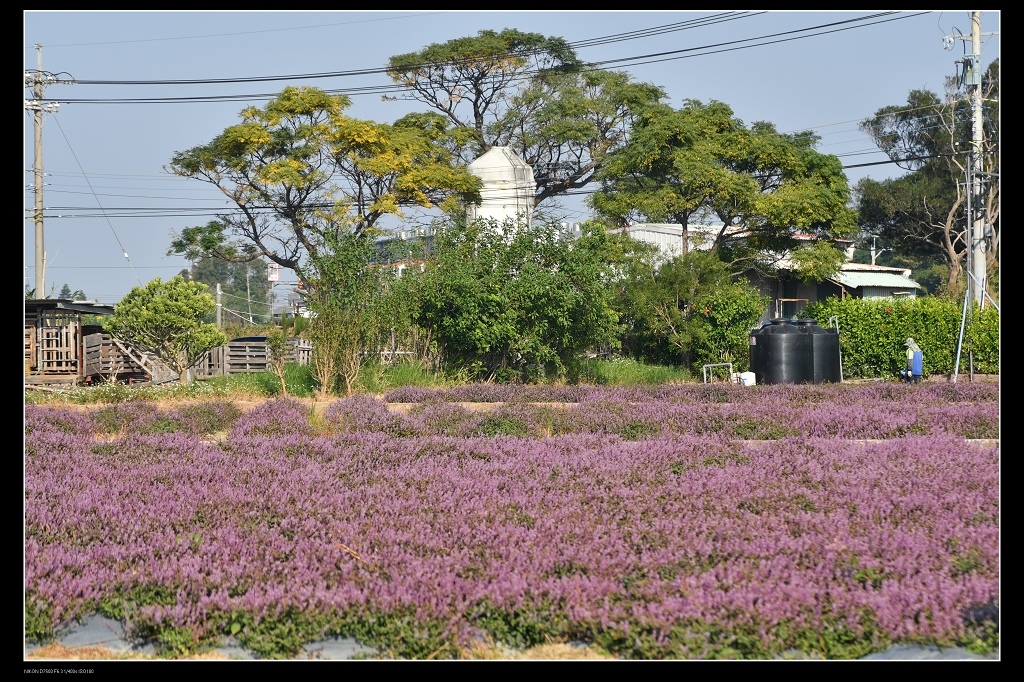 仙草花田5.jpg