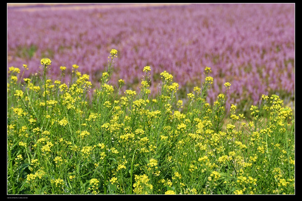 油菜花.jpg