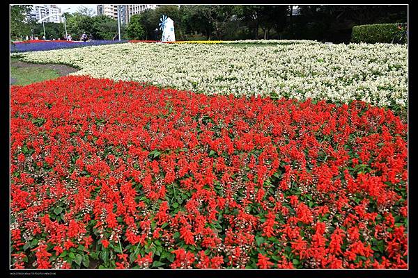 紅白花海.jpg