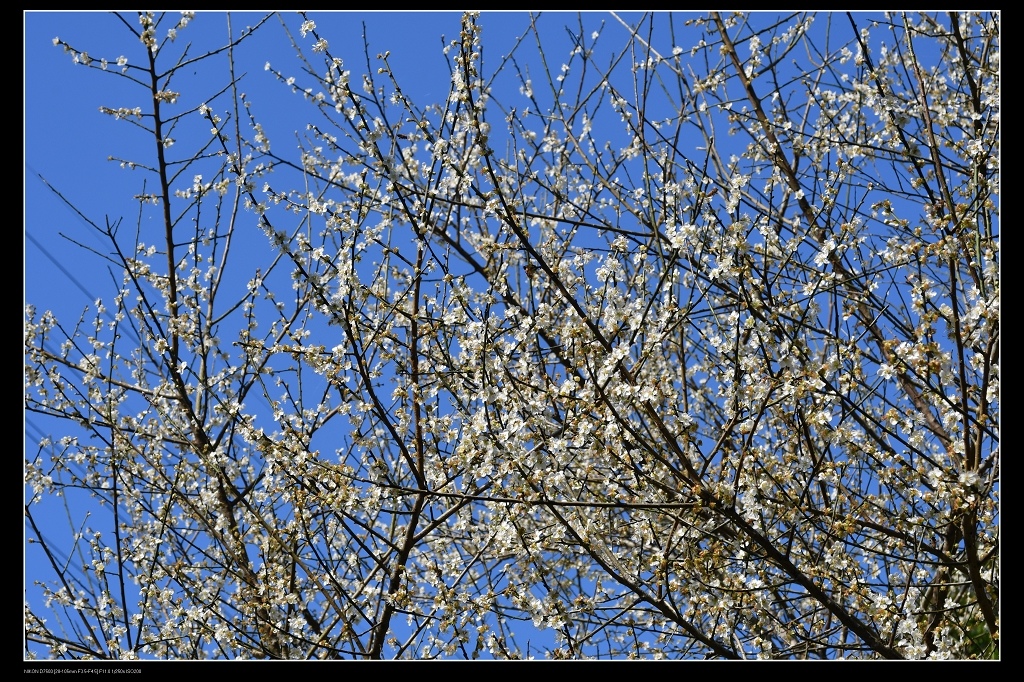 梅花樹枝.jpg