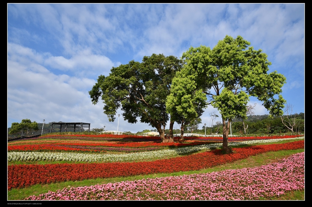 三層崎公園花.jpg