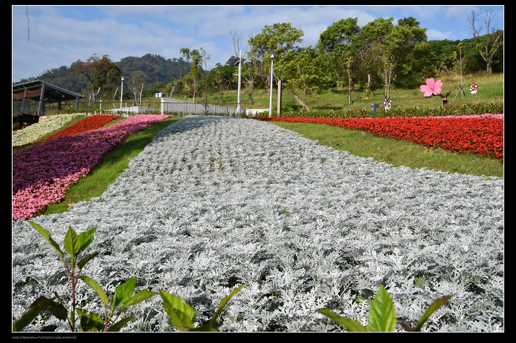 銀葉菊.jpg