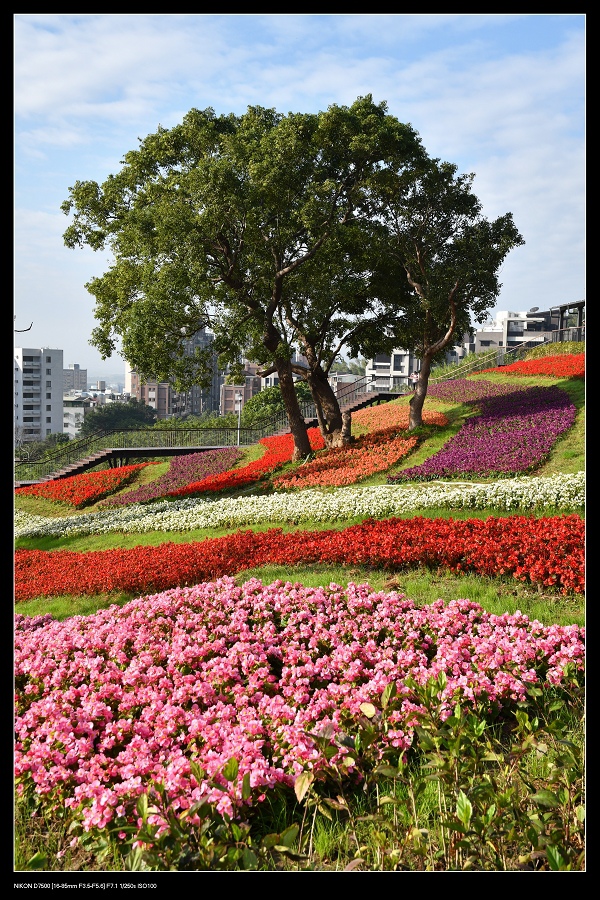 彩虹花海直5.jpg