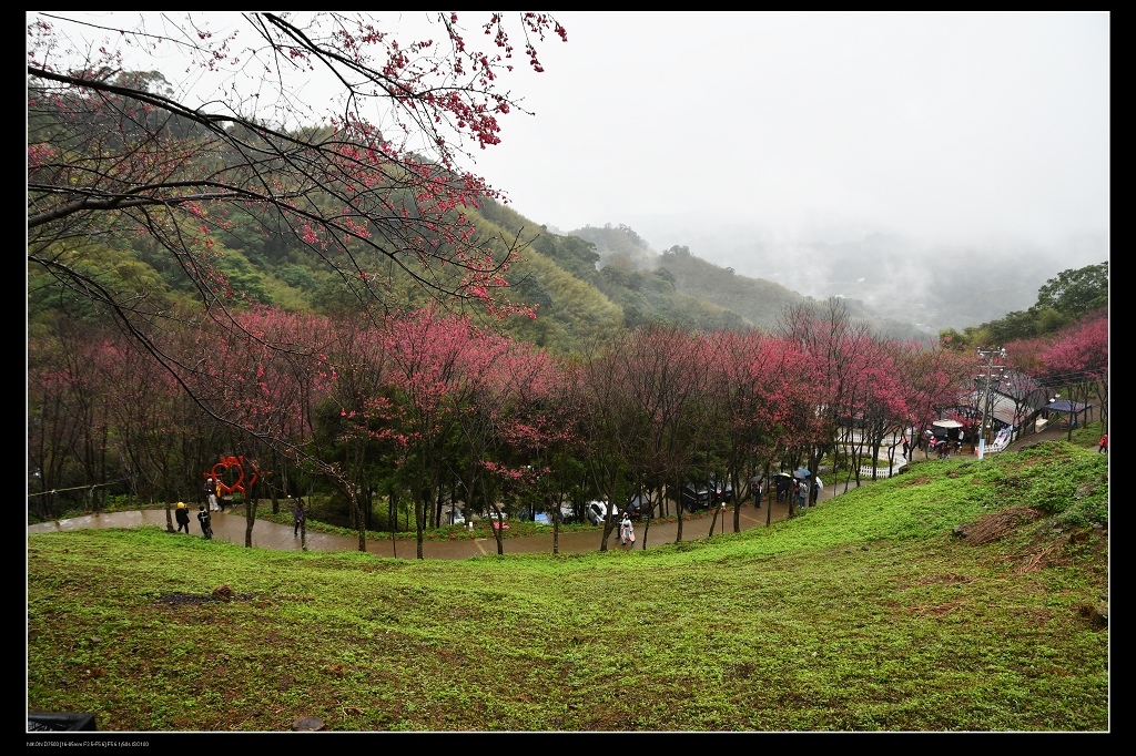 翠墨莊園櫻花1.jpg