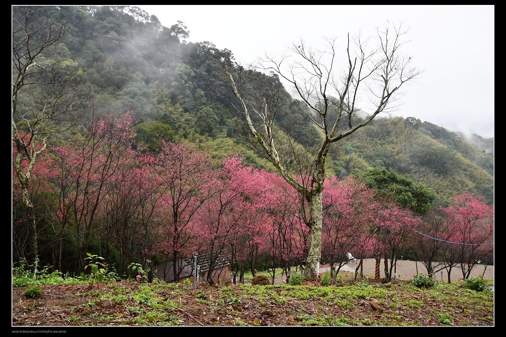 翠墨莊園櫻花8.jpg