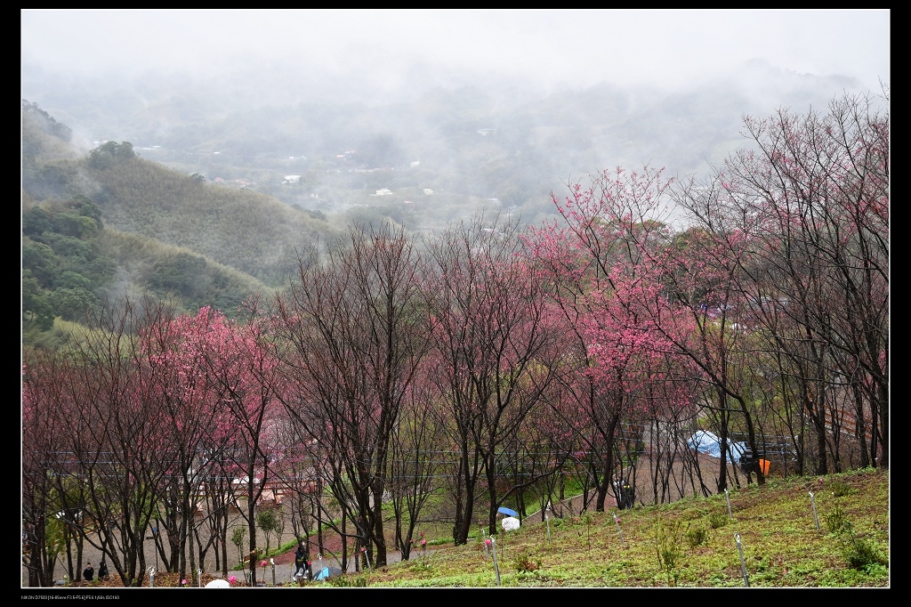 翠墨莊園櫻花9.jpg