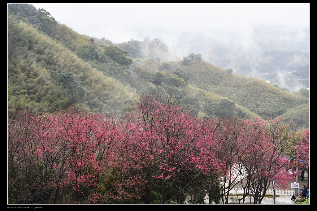 翠墨莊園櫻花10.jpg