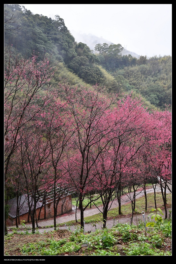 翠墨莊園櫻花7.jpg